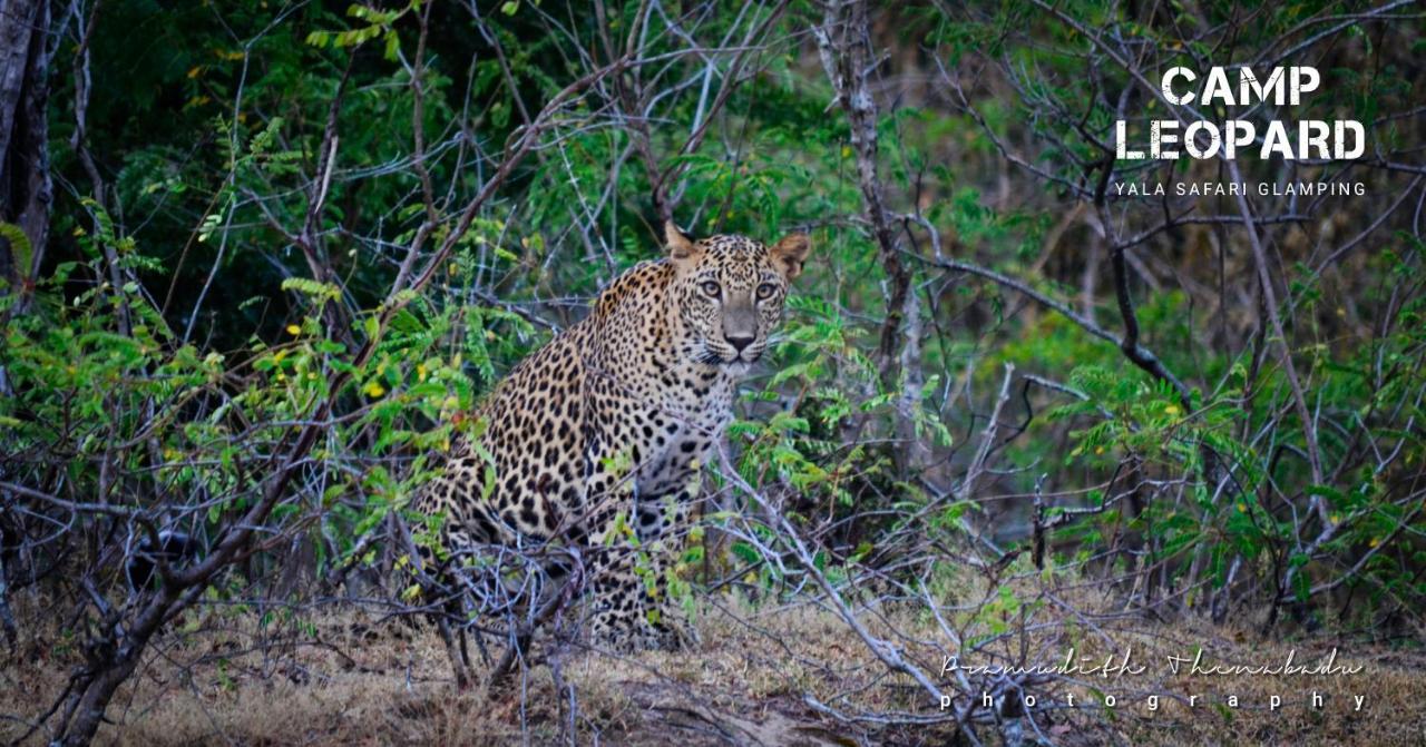 Camp Leopard - Yala Safari Glamping Hotel Exterior photo