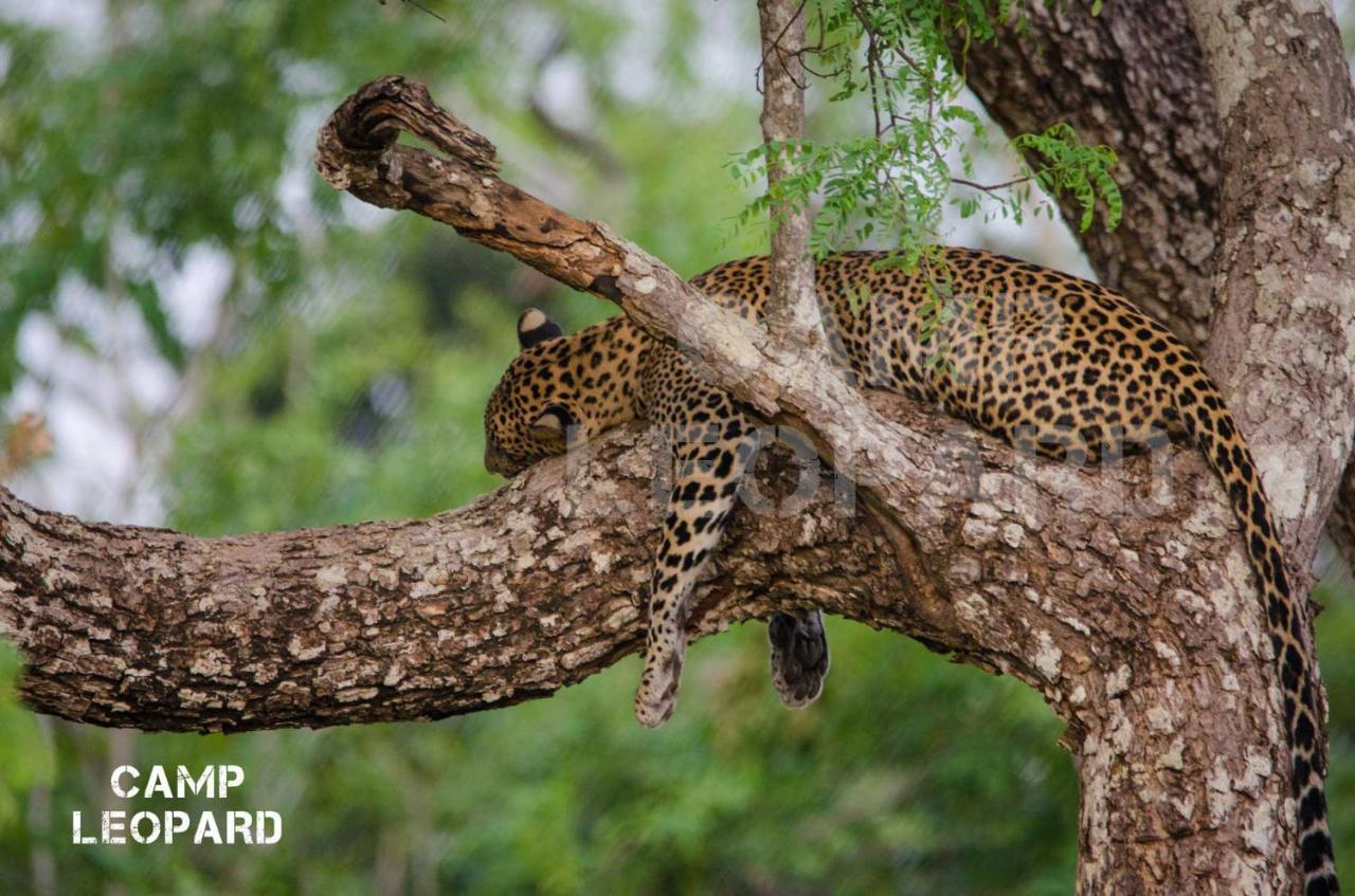 Camp Leopard - Yala Safari Glamping Hotel Exterior photo