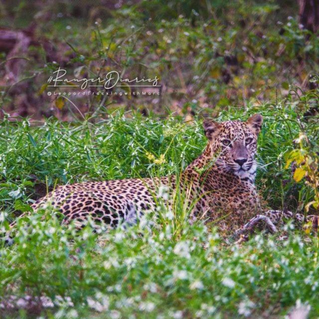 Camp Leopard - Yala Safari Glamping Hotel Exterior photo