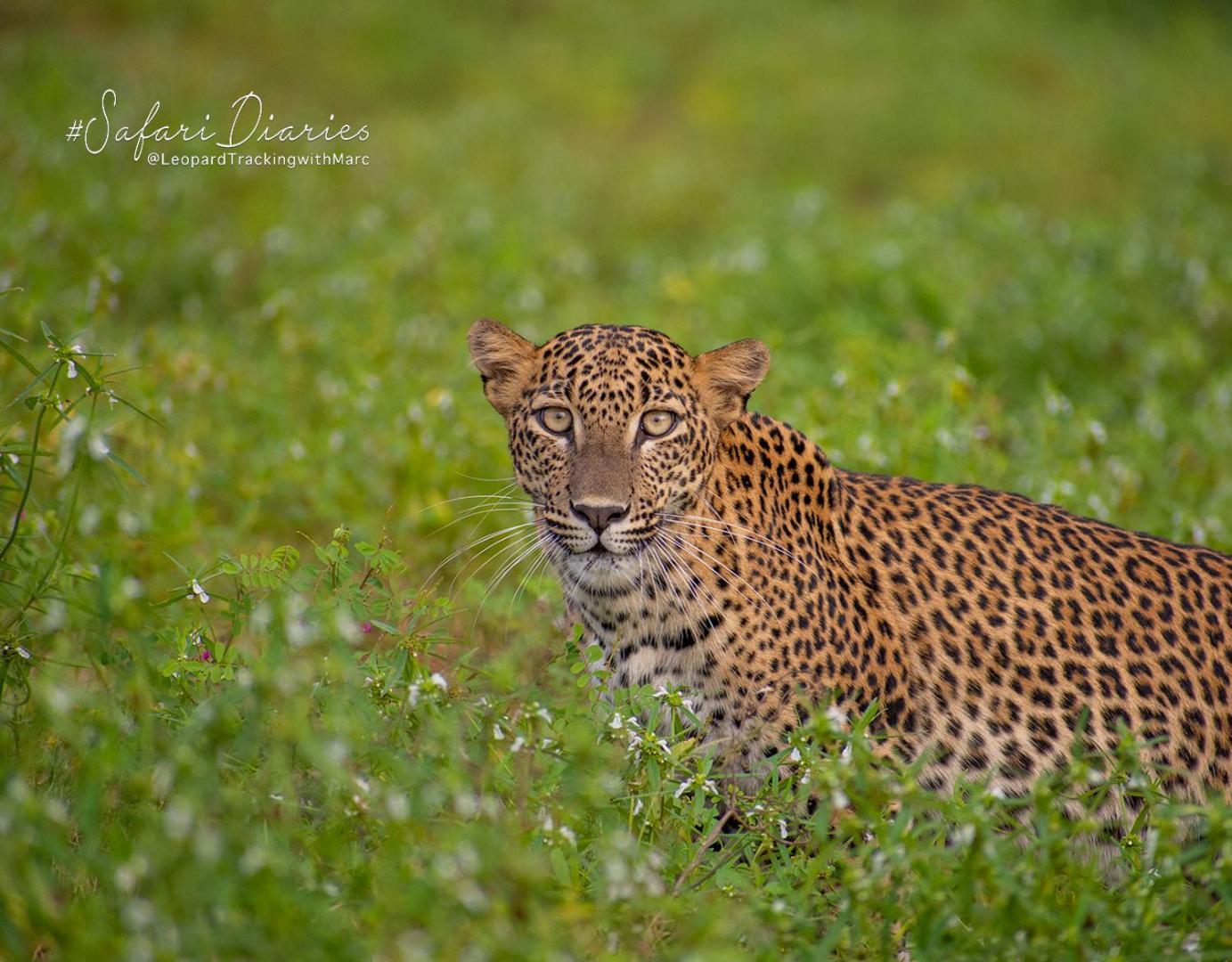 Camp Leopard - Yala Safari Glamping Hotel Exterior photo
