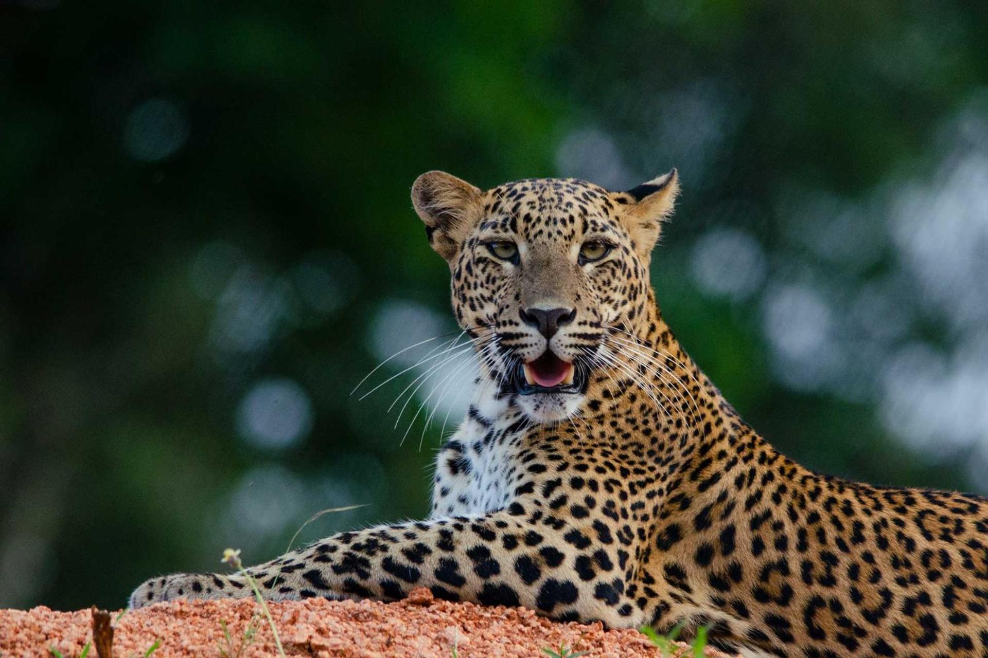 Camp Leopard - Yala Safari Glamping Hotel Exterior photo